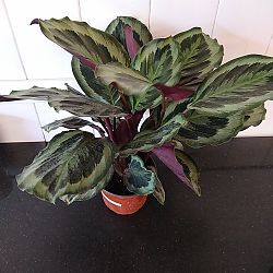 Calathea 'Marion' Calathea 'Marion'