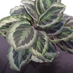 Calathea 'Marion' Calathea 'Marion'