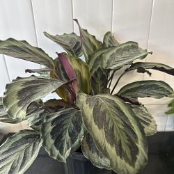 Calathea 'Marion' Calathea 'Marion'