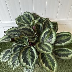 Calathea 'Marion' Calathea 'Marion'