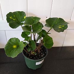Firefly Leopard Plant Firefly Leopard Plant