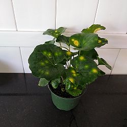 Firefly Leopard Plant Firefly Leopard Plant