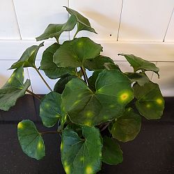 Firefly Leopard Plant Firefly Leopard Plant