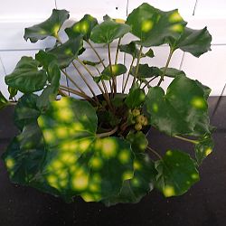 Firefly Leopard Plant Firefly Leopard Plant
