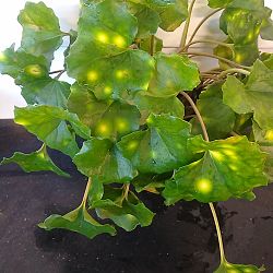 Firefly Leopard Plant Firefly Leopard Plant