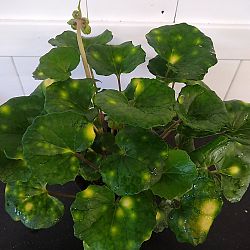 Firefly Leopard Plant Firefly Leopard Plant