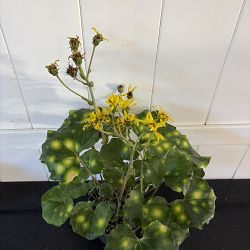 Firefly Leopard Plant Firefly Leopard Plant