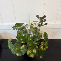 Firefly Leopard Plant Firefly Leopard Plant