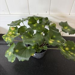 Firefly Leopard Plant Firefly Leopard Plant