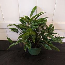 Calathea concinna 'Freddie' Calathea concinna 'Freddie'