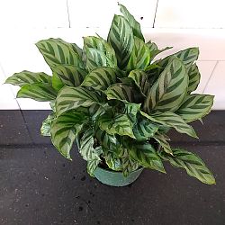 Calathea concinna 'Freddie' Calathea concinna 'Freddie'