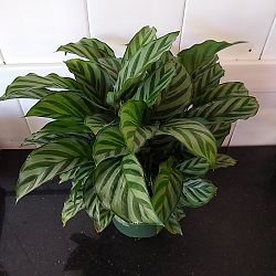 Calathea concinna 'Freddie' Calathea concinna 'Freddie'