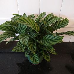 Calathea concinna 'Freddie' Calathea concinna 'Freddie'
