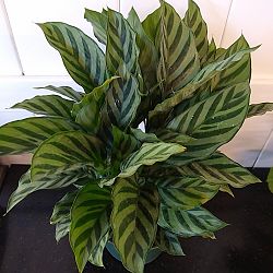 Calathea concinna 'Freddie' Calathea concinna 'Freddie'