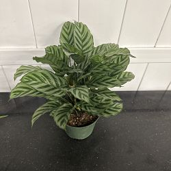 Calathea concinna 'Freddie' Calathea concinna 'Freddie'