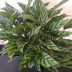 Calathea concinna 'Freddie' Calathea concinna 'Freddie'