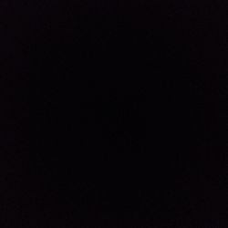 Calathea concinna 'Freddie' Calathea concinna 'Freddie'