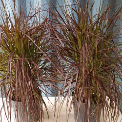 Pennisetum advena 'Rubrum',Red Fountain Grass Pennisetum advena 'Rubrum',Red Fountain Grass