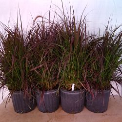 Pennisetum advena 'Rubrum',Red Fountain Grass Pennisetum advena 'Rubrum',Red Fountain Grass