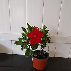 Red Dipladenia Red Dipladenia