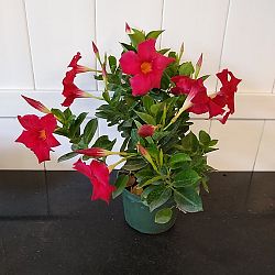 Red Dipladenia Red Dipladenia