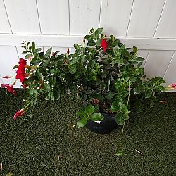 Red Dipladenia Red Dipladenia