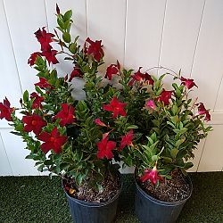 Red Dipladenia Red Dipladenia