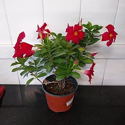 Red Dipladenia Red Dipladenia