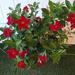 Red Dipladenia Red Dipladenia