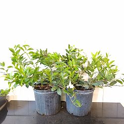 White Dipladenia White Dipladenia