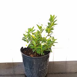 White Dipladenia White Dipladenia