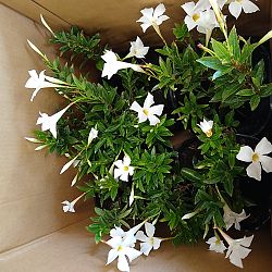 White Dipladenia White Dipladenia