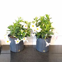 White Dipladenia White Dipladenia