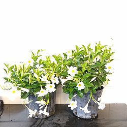 White Dipladenia White Dipladenia