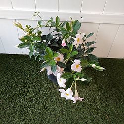 White Dipladenia White Dipladenia