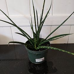Sansevieria fernwood 'Mikado' Sansevieria fernwood 'Mikado'