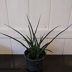 Sansevieria fernwood 'Mikado' Sansevieria fernwood 'Mikado'