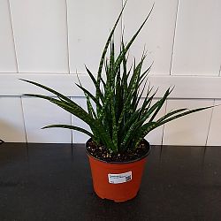 Sansevieria fernwood 'Mikado' Sansevieria fernwood 'Mikado'