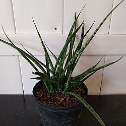 Sansevieria fernwood 'Mikado' Sansevieria fernwood 'Mikado'