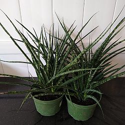 Sansevieria fernwood 'Mikado' Sansevieria fernwood 'Mikado'