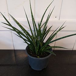 Sansevieria fernwood 'Mikado' Sansevieria fernwood 'Mikado'