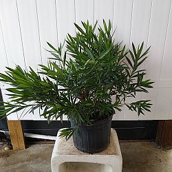 Oleander 'White' Oleander 'White'