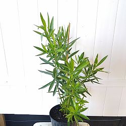 Oleander 'White' Oleander 'White'
