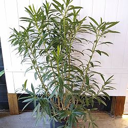 Oleander 'White' Oleander 'White'