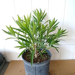 Oleander 'White' Oleander 'White'