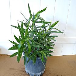 Oleander 'White' Oleander 'White'