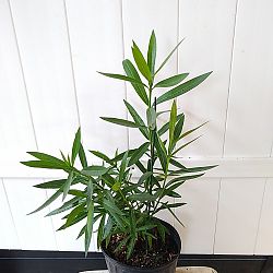 Oleander 'White' Oleander 'White'