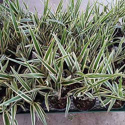 Tasmanian Flax Lily Tasmanian Flax Lily