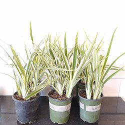 Tasmanian Flax Lily Tasmanian Flax Lily
