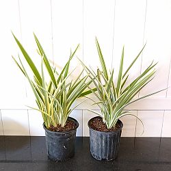 Tasmanian Flax Lily Tasmanian Flax Lily